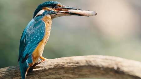 De Biesbosch: Natuur in beweging