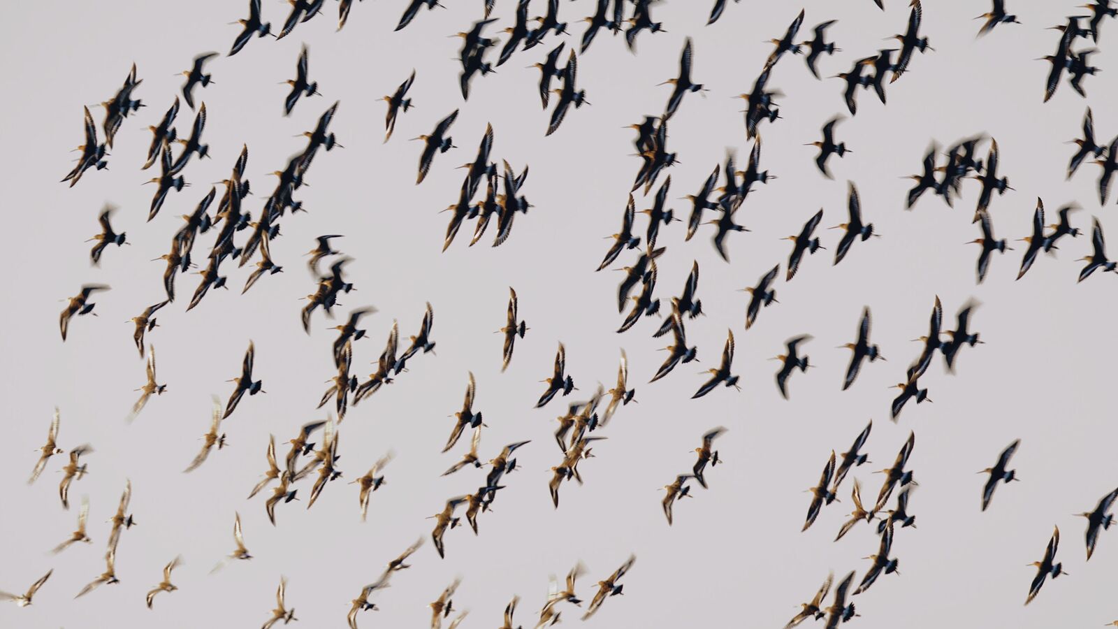 Vroege Film: De Biesbosch: Natuur in beweging